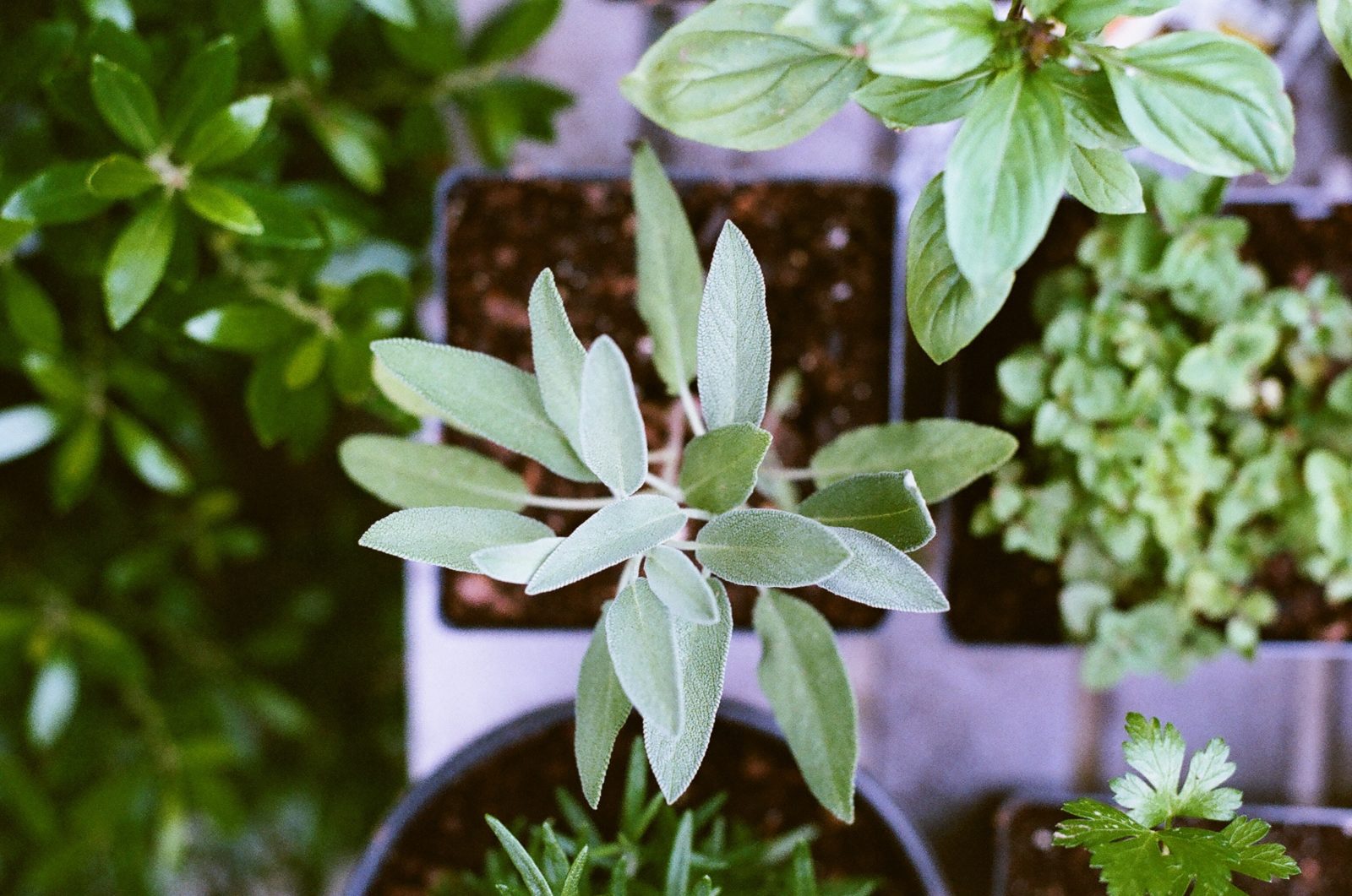10 plantas medicinales para tu jardín 1