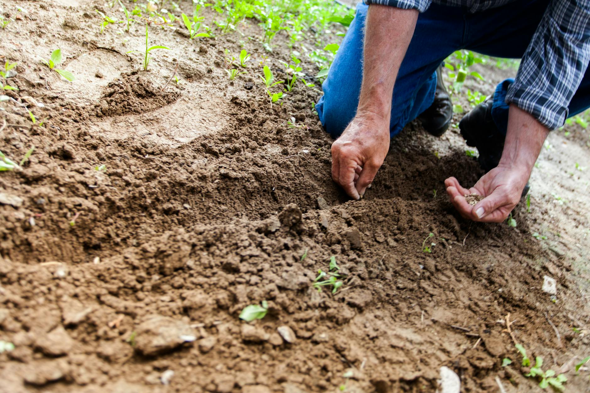 Huerto de primavera: Cómo comenzar a trabajar en él