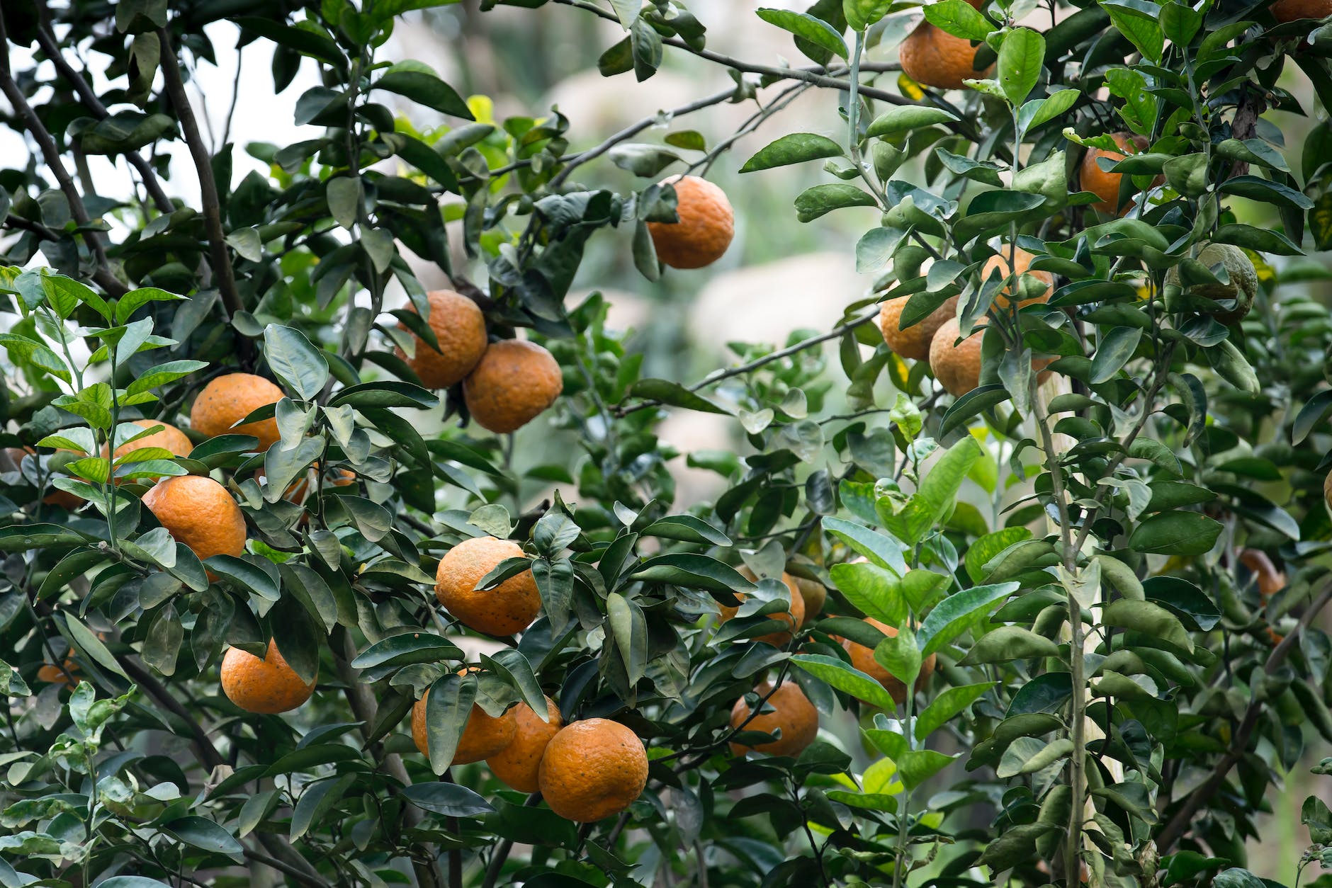 orange fruit tree