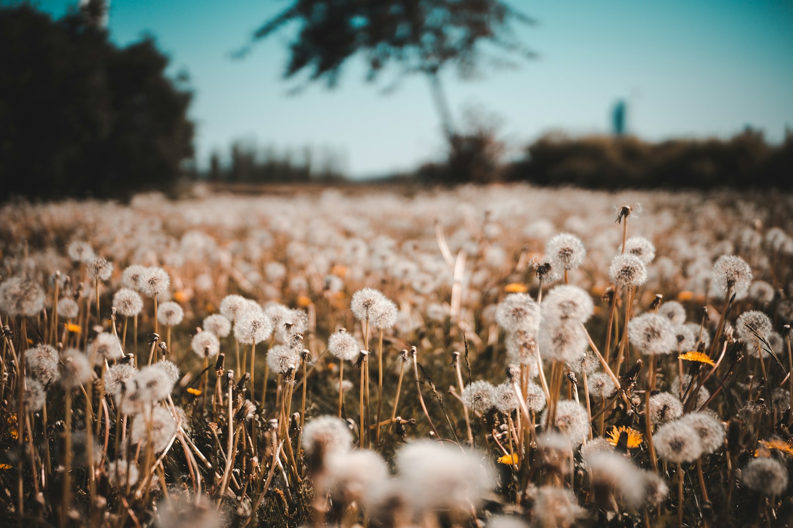 Beneficios del diente de león: Una planta olvidada con propiedades sorprendentes