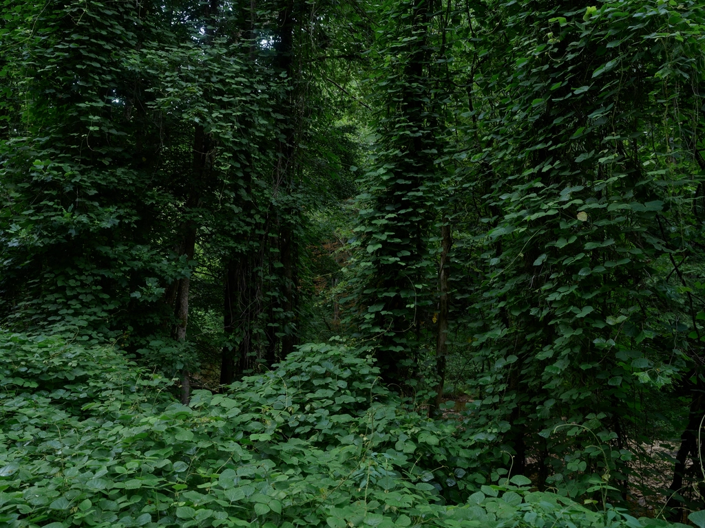 Kudzu: Un Alimento de Supervivencia Impensado