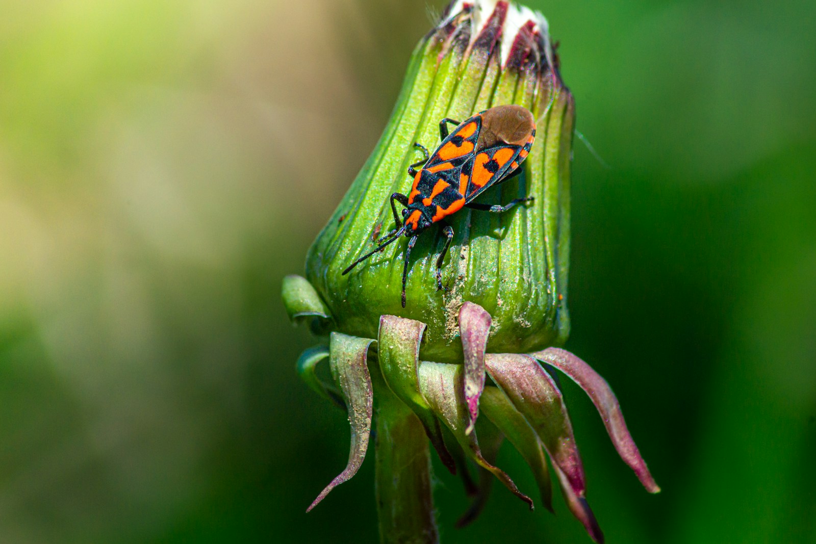 13 insectos beneficiosos para el huerto (que QUERRÁS ver en el tuyo)