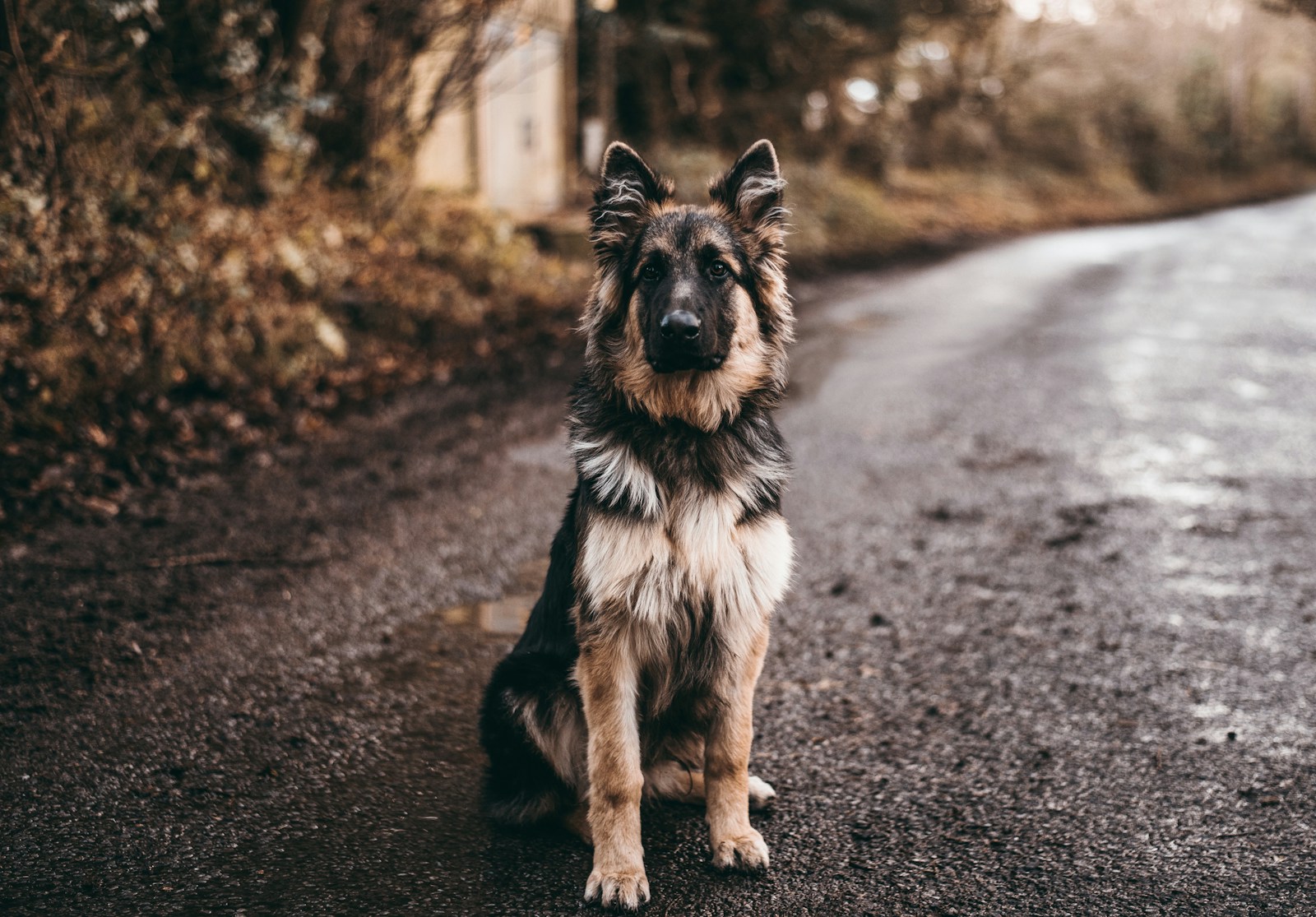 Cómo sobrevivir a un ataque de un perro
