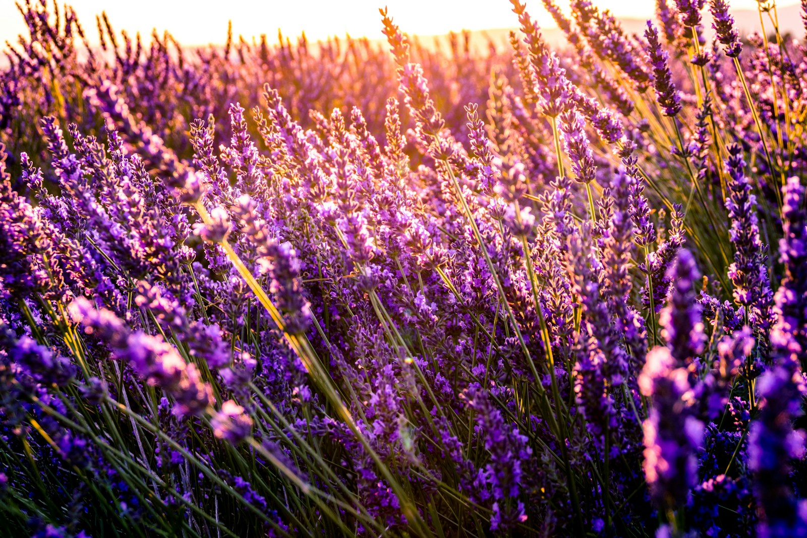 Las 10 mejores flores para cultivar en macetas