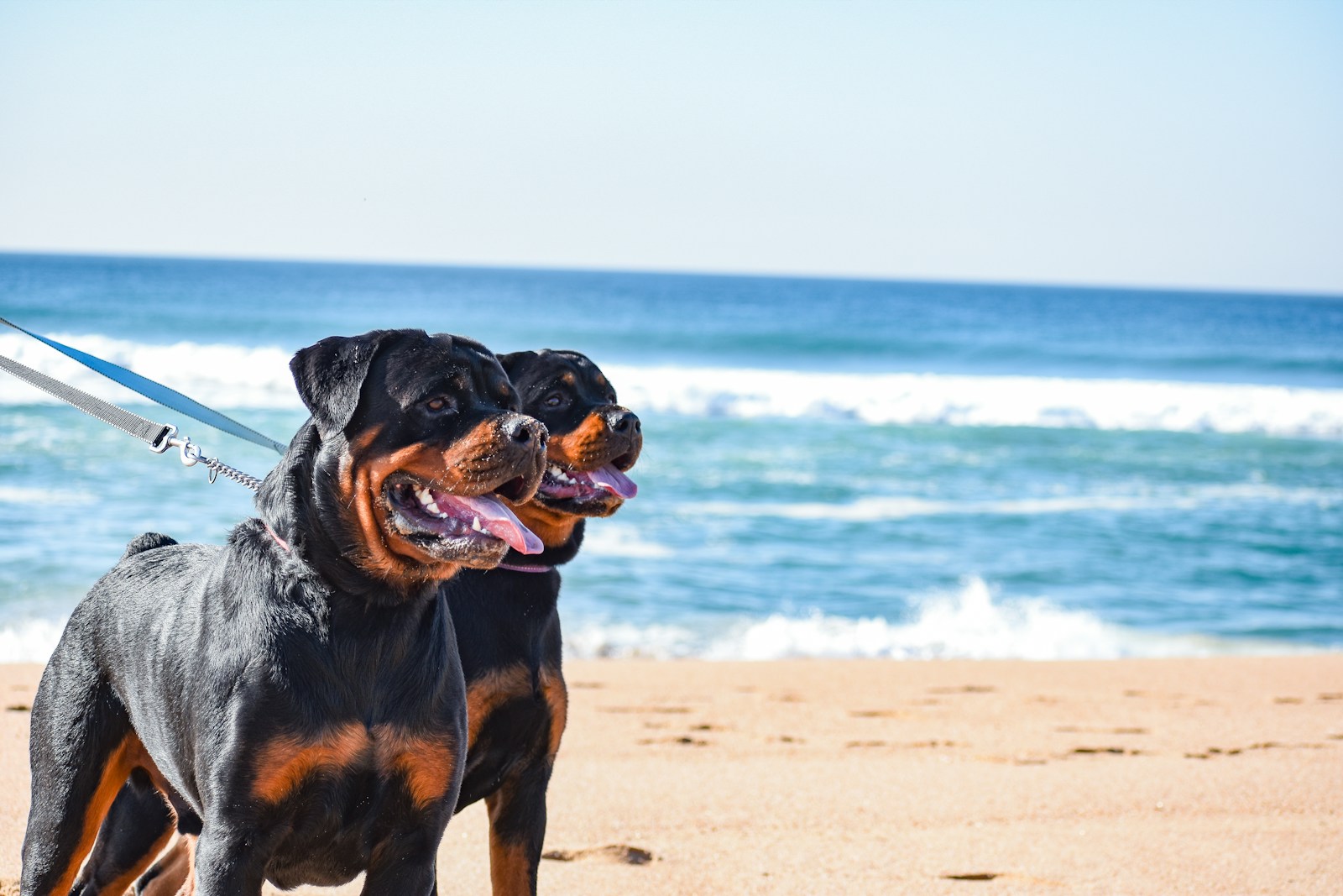 Los 10 mejores perros guardianes para tener después del colapso